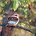 Brown-hooded Kingfisher
